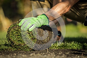 Gardener Installing Natural Grass Turfs in Garden