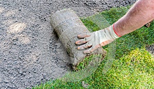 Gardener installing rolls of sod grass