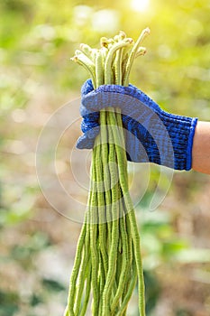 Gardener keeping fresh long bean plants in vegetable garden