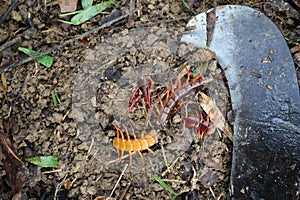 Gardener kill a centipedes poisonous animals in the garden