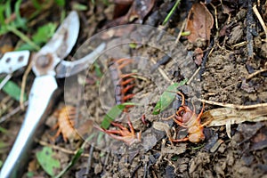 Gardener kill a centipedes poisonous animals in the garden