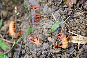 Gardener kill a centipedes poisonous animals in the garden