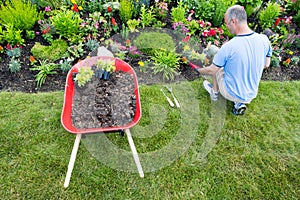 Gardener landscaping a garden