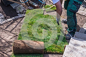 Gardener laying turf in a home garden