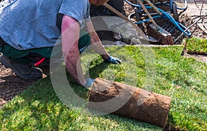 Gardener laying turf in a home garden