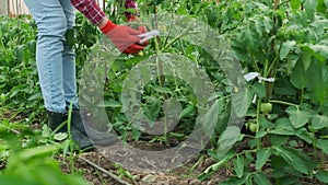 gardener lift from ground tied up tomato family greenhouse Staking tomato plants