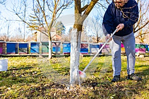 Gardener is liming of trunks, fruit trees in the orchard, disinfecting and protection against sun heat, sunburn and pests