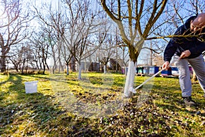 Gardener is liming of trunks, fruit trees in the orchard, disinfecting and protection against sun heat, sunburn and pests