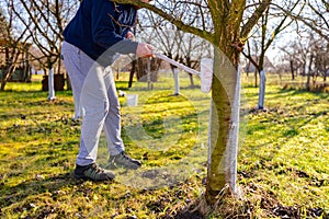 Gardener is liming of trunks, fruit trees in the orchard, disinfecting and protection against sun heat, sunburn and pests