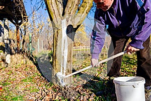 Gardener is liming of trunks, fruit trees in the orchard, disinfecting and protection against sun heat, sunburn and pests