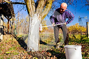 Gardener is liming of trunks, fruit trees in the orchard, disinfecting and protection against sun heat, sunburn and pests