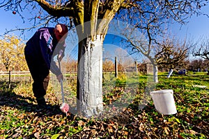 Gardener is liming of trunks, fruit trees in the orchard, disinfecting and protection against sun heat, sunburn and pests
