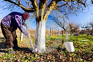 Gardener is liming of trunks, fruit trees in the orchard, disinfecting and protection against sun heat, sunburn and pests