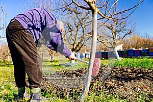 Gardener is liming of trunks, fruit trees in the orchard, disinfecting and protection against sun heat, sunburn and pests