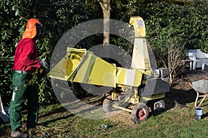 Gardener loading wood chipper with cutted boughs