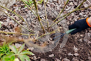 Gardener loosening soil around rose bush in fall garden using hand fork. Taking care of shrub with tools