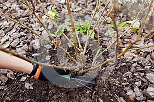 Gardener loosening soil around rose bush in fall garden using hand fork. Taking care of shrub with tools