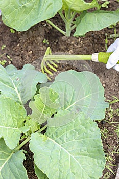 The gardener loosens the soil in the garden cabbage . Processing land and care of the vegetables.