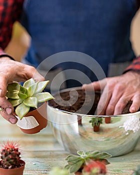 Gardener making, planting terrariums