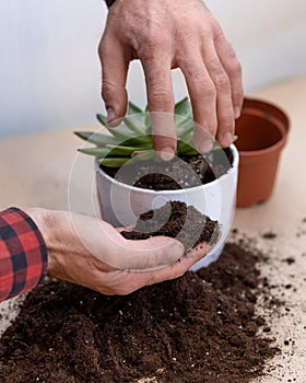 Gardener making, planting terrariums