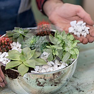 Gardener making, planting terrariums