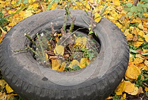 Gardener making shelter for roses winter protection with dirt and car tire. Insulate roses for winter photo