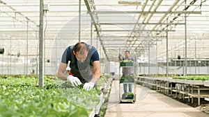 Gardener man checking cultivated fresh salads working in greenhouse plantation