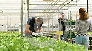 Gardener man checking fresh organic salads in greenhouse plantation