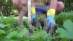 Gardener man hands setting special metal traps for mole animal pest in garden. 4K