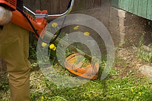 The gardener man mows the grass with yellow dandelions with a hand lawn mower. close up