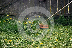 The gardener man mows the grass with yellow dandelions with a hand lawn mower. close up