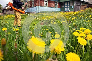 The gardener man mows the grass with yellow dandelions with a hand lawn mower. selective focus. Grass in the foreground, a man in