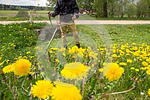 The gardener man mows the grass with yellow dandelions with a hand lawn mower. selective focus. Grass in the foreground, a man in