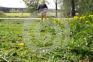 The gardener man mows the grass with yellow dandelions with a hand lawn mower. selective focus. Grass in the foreground, a man in