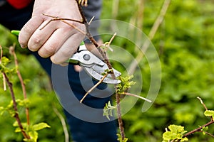 A gardener manually cuts a raspberry bush with a bypass pruner.