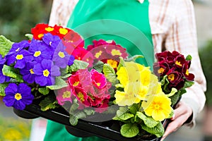 Gardener in market garden or nursery