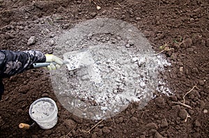 Gardener mixing wood burn ash powder in garden black soil to fertilize soil.