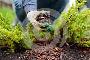 Gardener mulching with pine bark juniper plants in the yard. Seasonal works in the garden. Landscape design photo