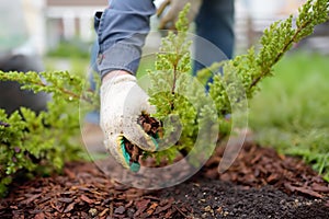 Gardener mulching with pine bark juniper plants in the yard. Seasonal works in the garden. Landscape design. Ornamental shrub