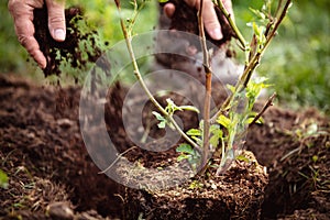 Gardener mulching a planting blackberry, gardening and garden care of plants