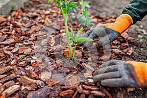 Gardener mulching spring garden with pine wood chips mulch. Man puts bark around plants