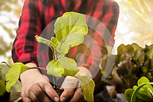 Gardener in the nursery transplants an aubergine plant