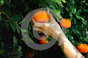 Gardener Oranges fresh mandarin orange plantation