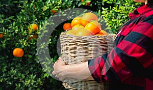 Gardener oranges fresh mandarin orange plantation