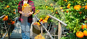 Gardener oranges fresh mandarin orange plantation