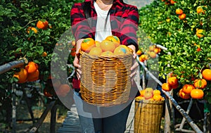 Gardener oranges fresh mandarin orange plantation