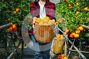 Gardener oranges fresh mandarin orange plantation