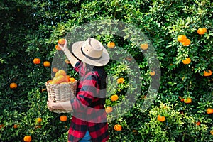 Gardener oranges fresh mandarin orange plantation