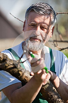 gardener in an orchard cutting branches