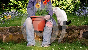 Gardener and pet cat planting tulips in house garden